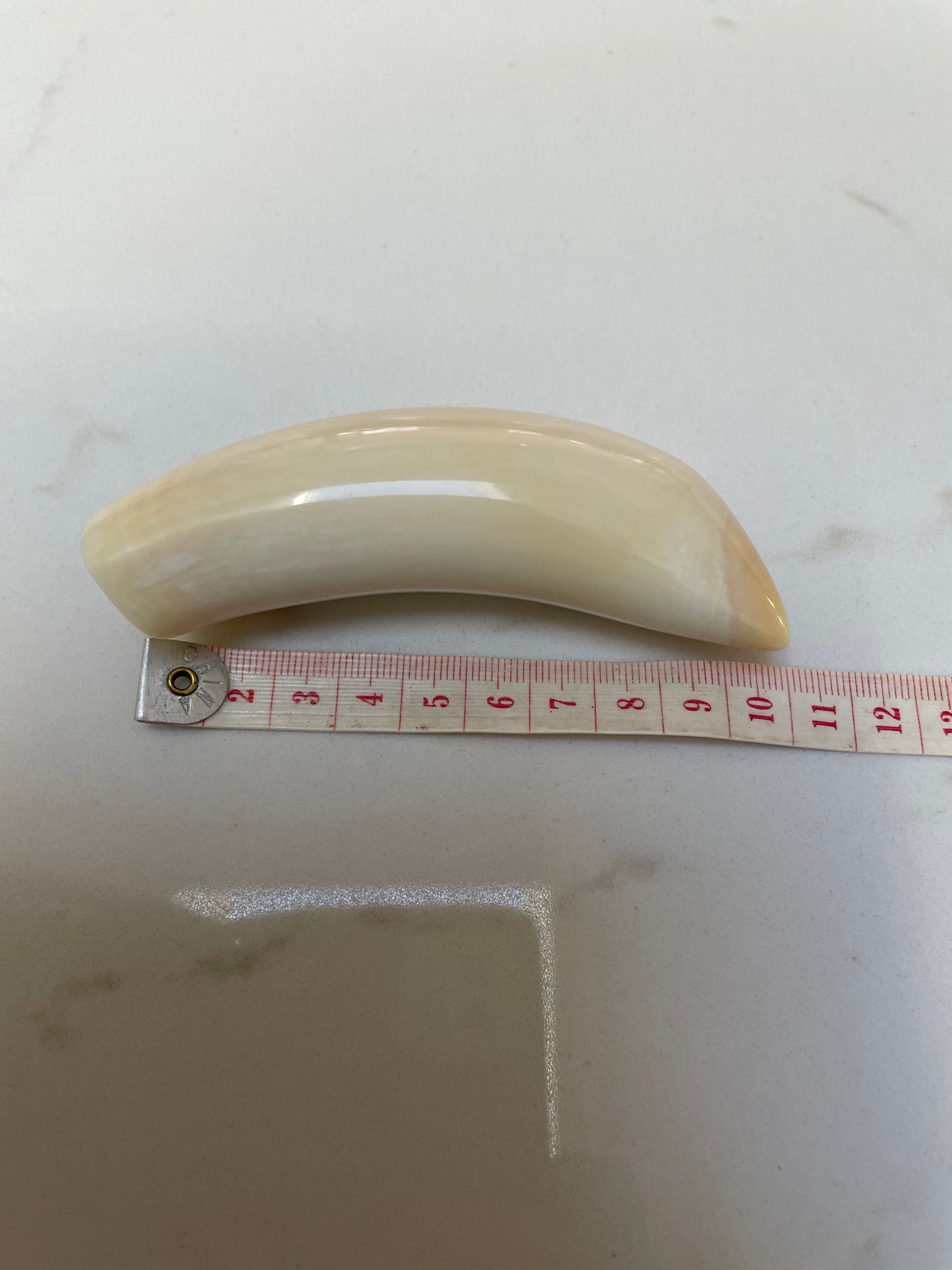 Sperm Whale Tooth SWT14