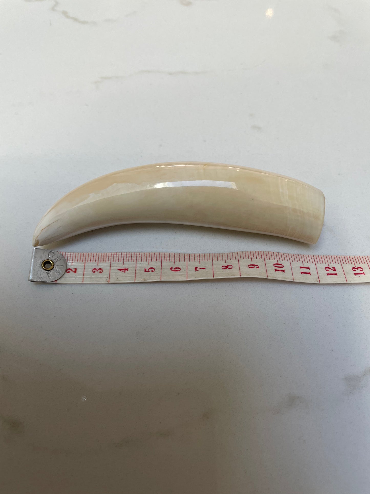 Sperm Whale Tooth SWT15