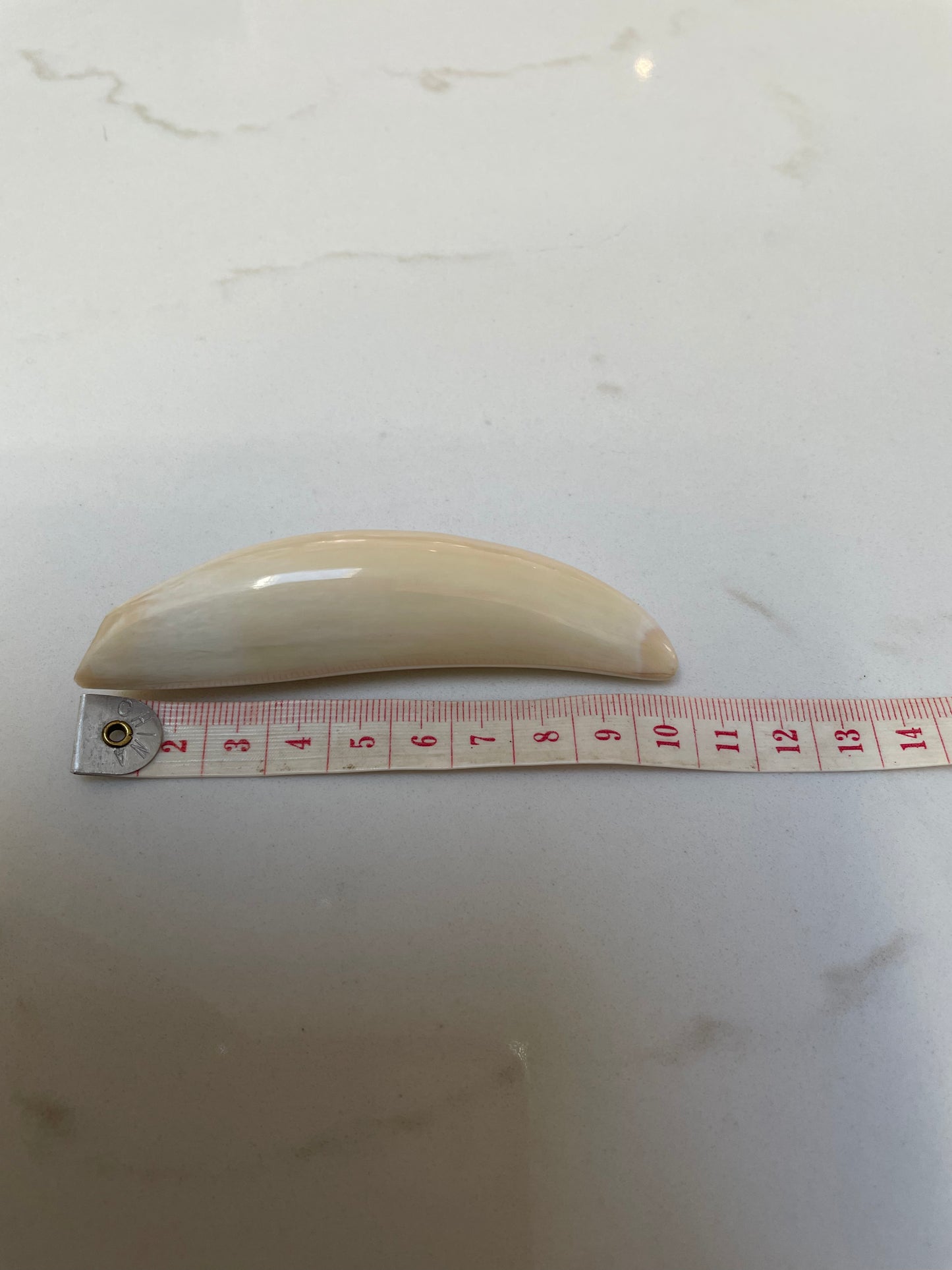 Sperm Whale Tooth SWT16