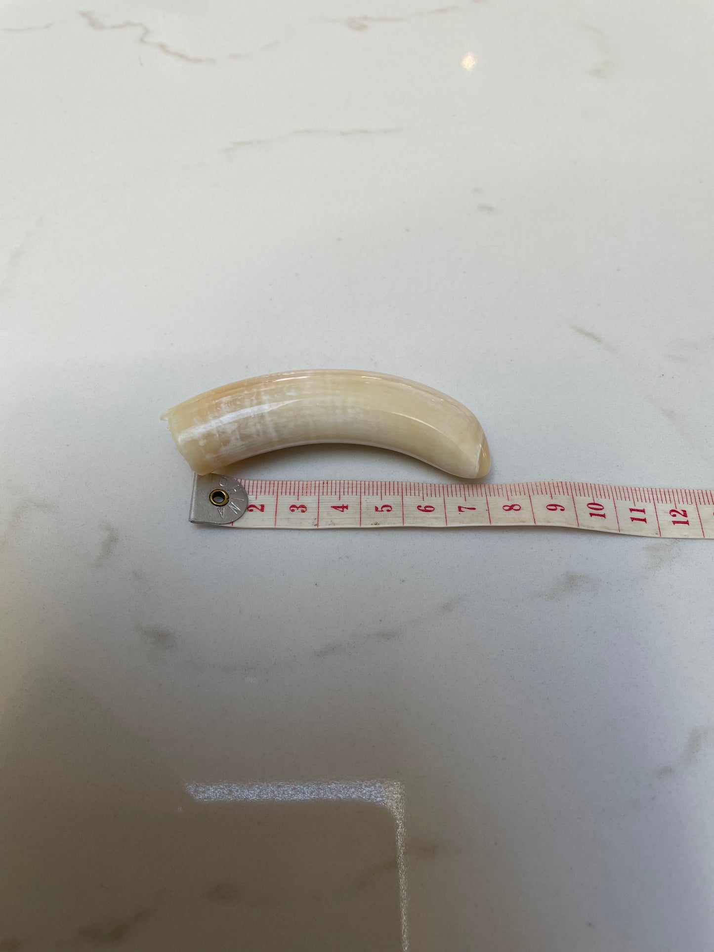 Sperm Whale Tooth SWT17