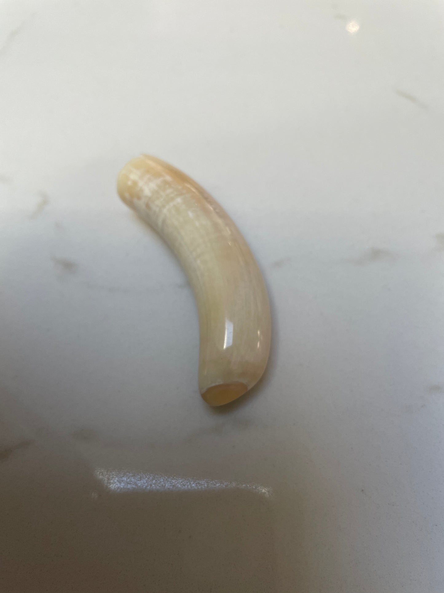 Sperm Whale Tooth SWT17