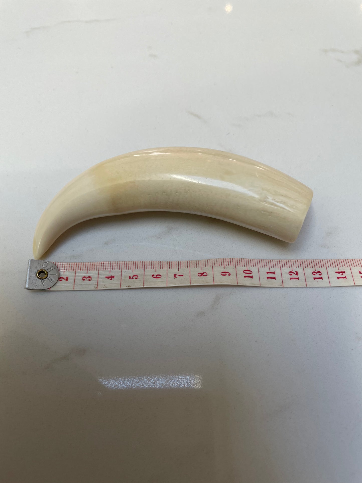 Sperm Whale Tooth SWT18