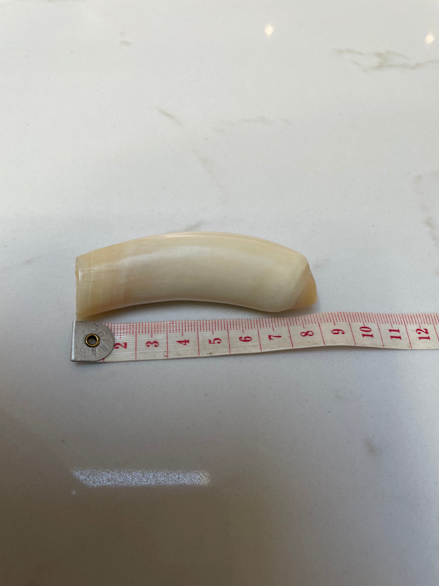 Sperm Whale Tooth SWT19