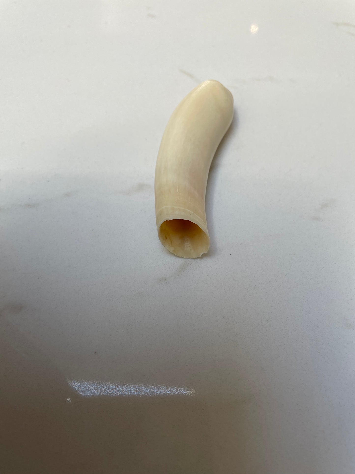 Sperm Whale Tooth SWT19