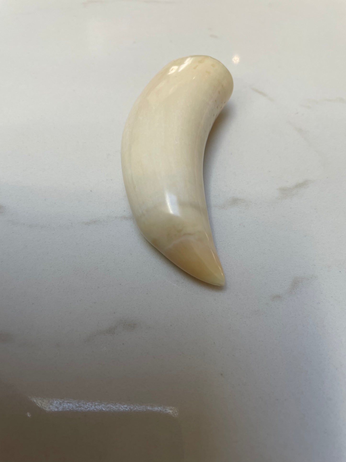 Sperm Whale Tooth SWT20