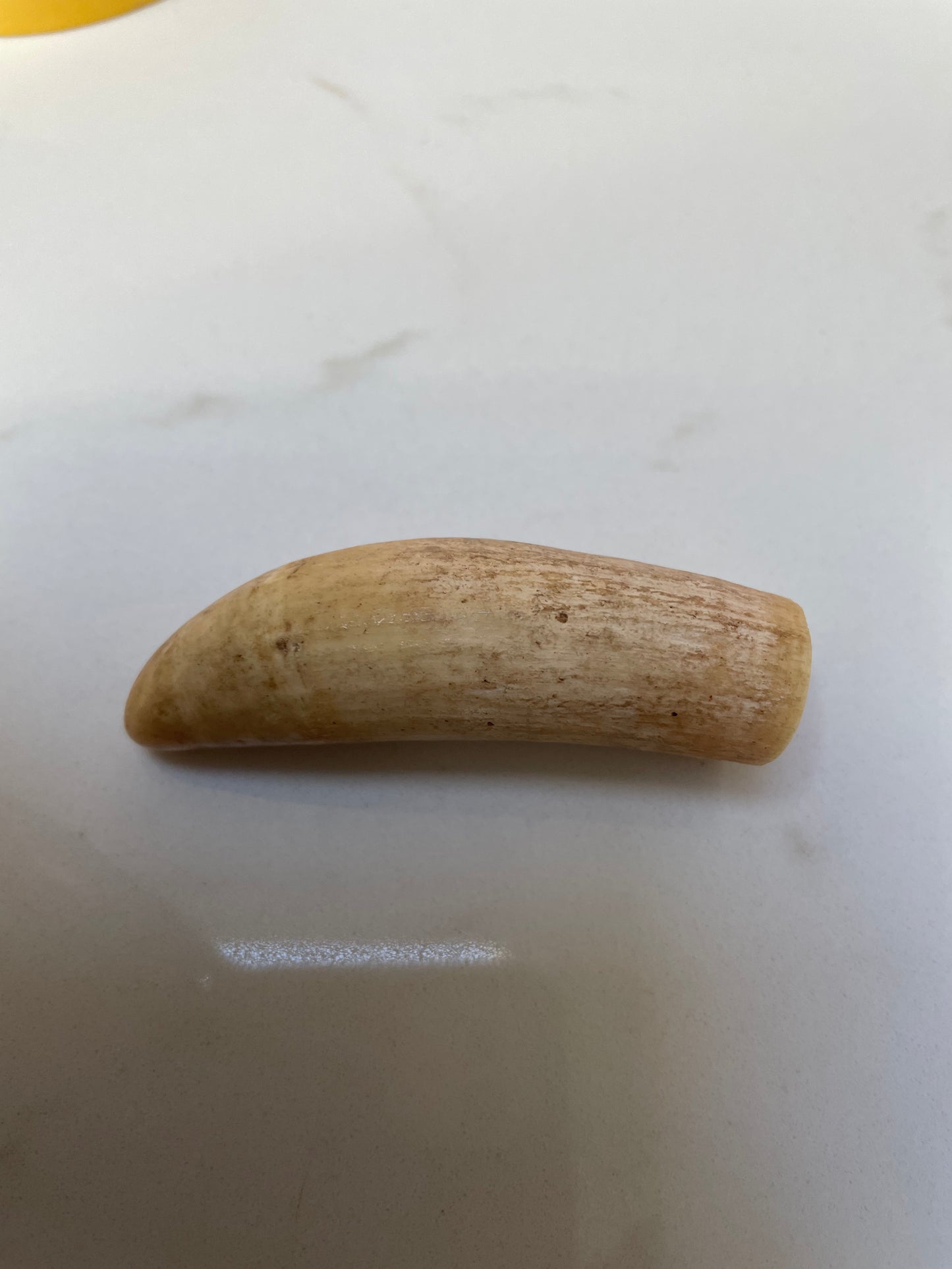 Sperm Whale Tooth Unpolished SPT21