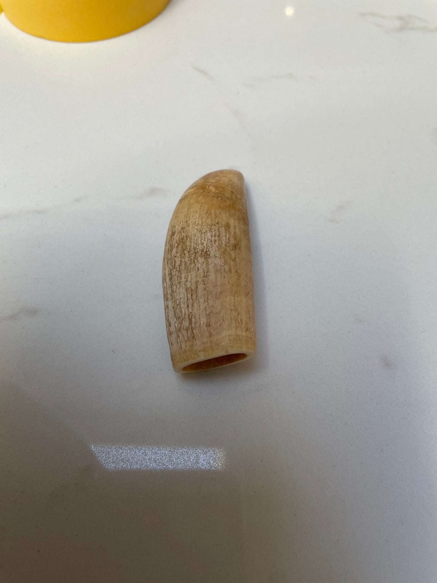 Sperm Whale Tooth Unpolished SPT21