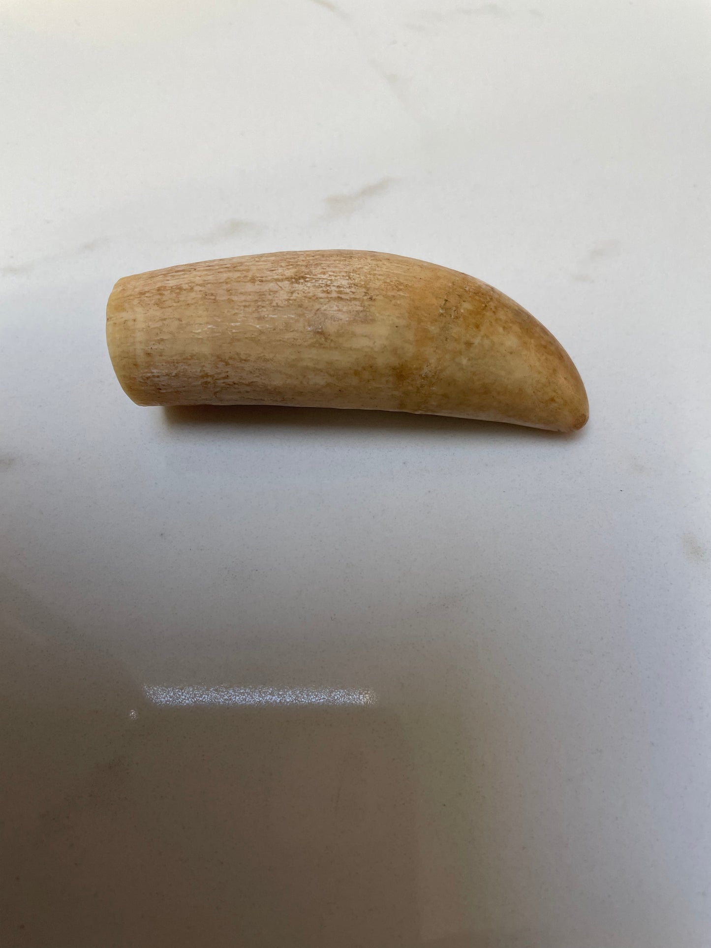 Sperm Whale Tooth Unpolished SPT21