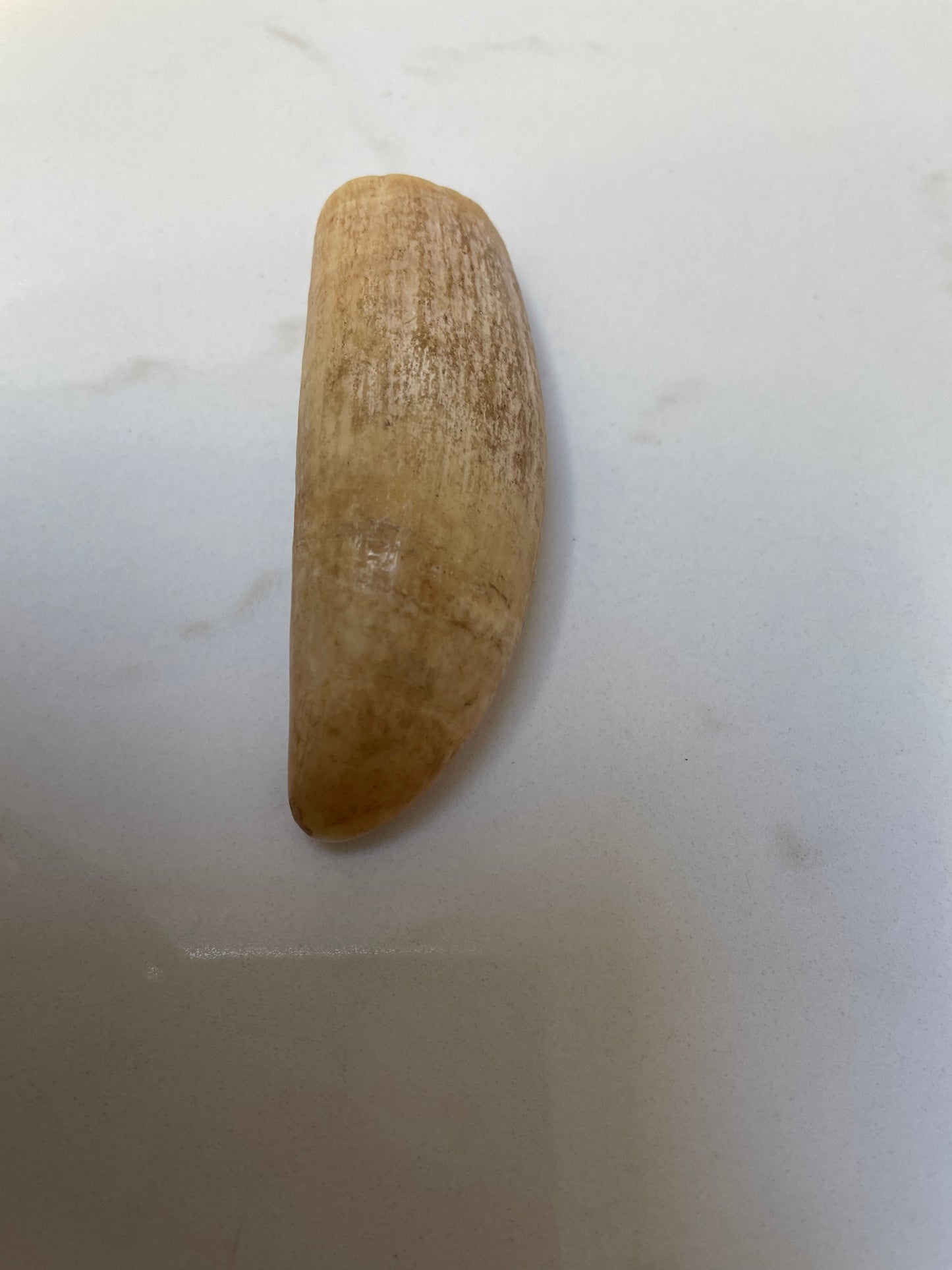 Sperm Whale Tooth Unpolished SPT21