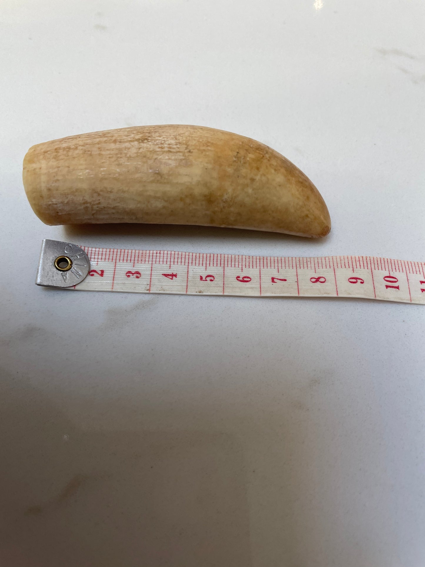 Sperm Whale Tooth Unpolished SPT21