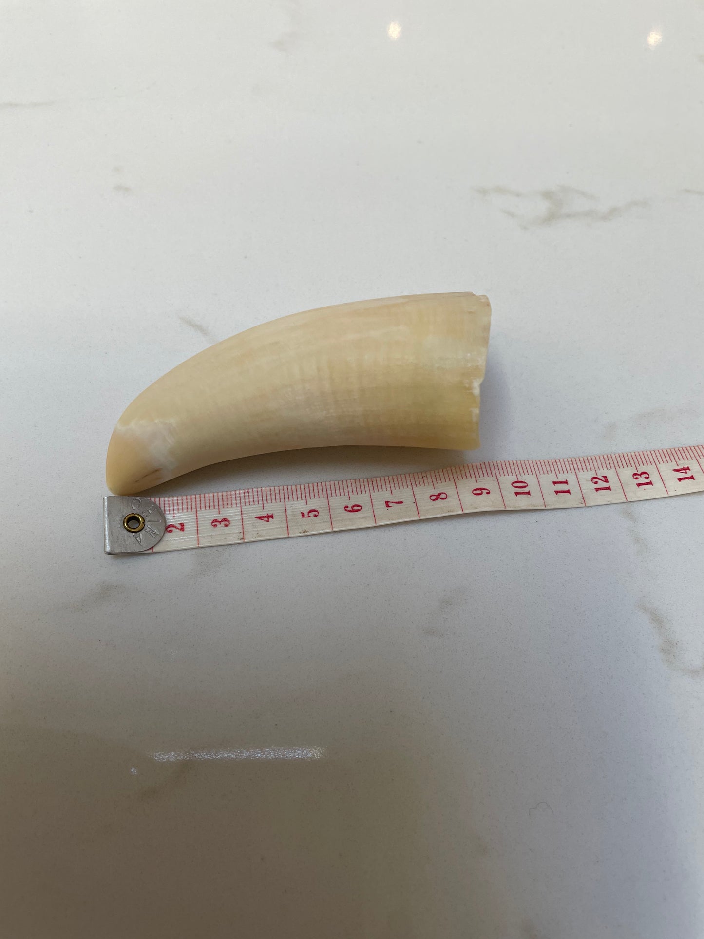 Unpolished Sperm Whale Tooth SWT22