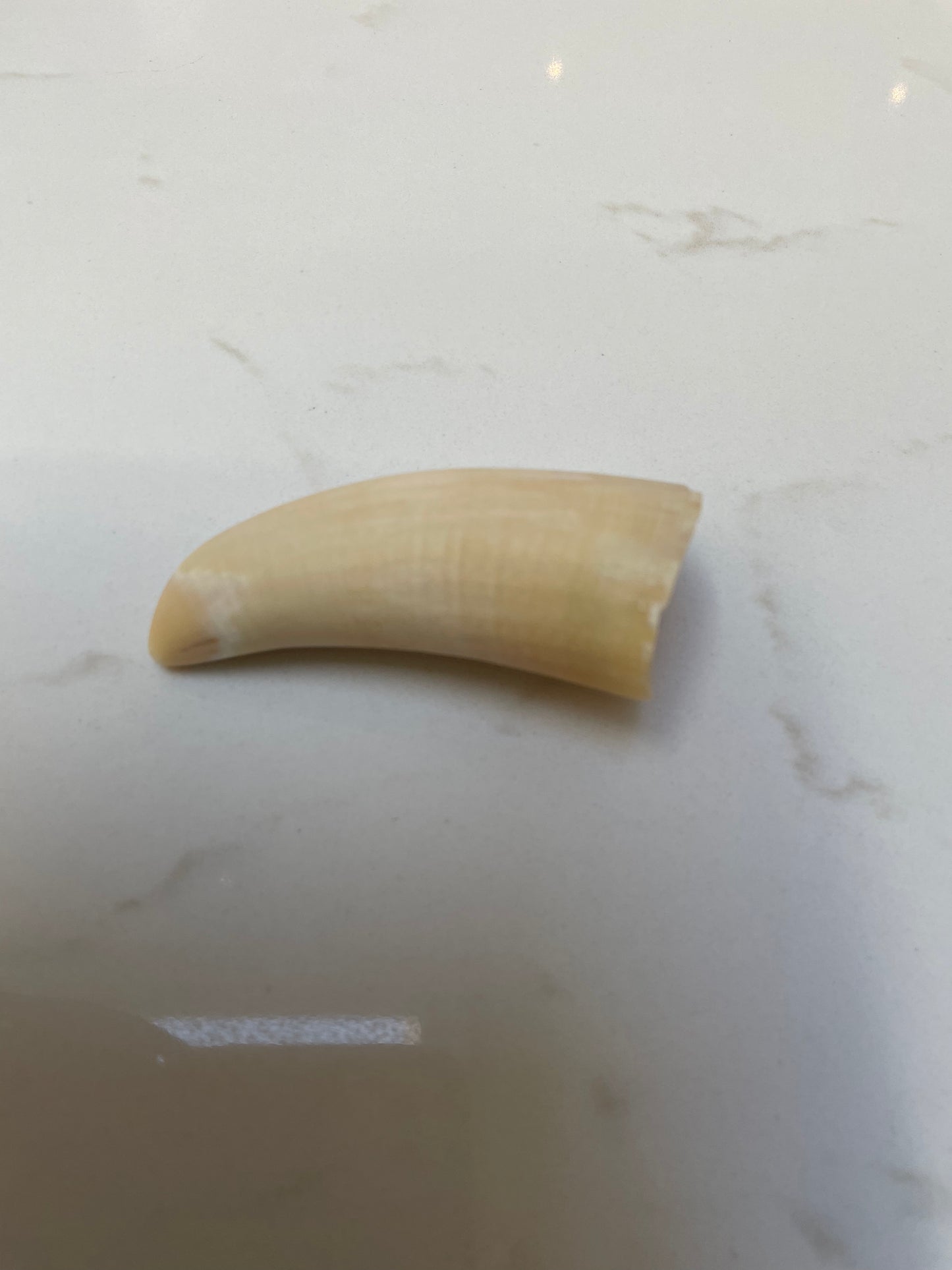 Unpolished Sperm Whale Tooth SWT22