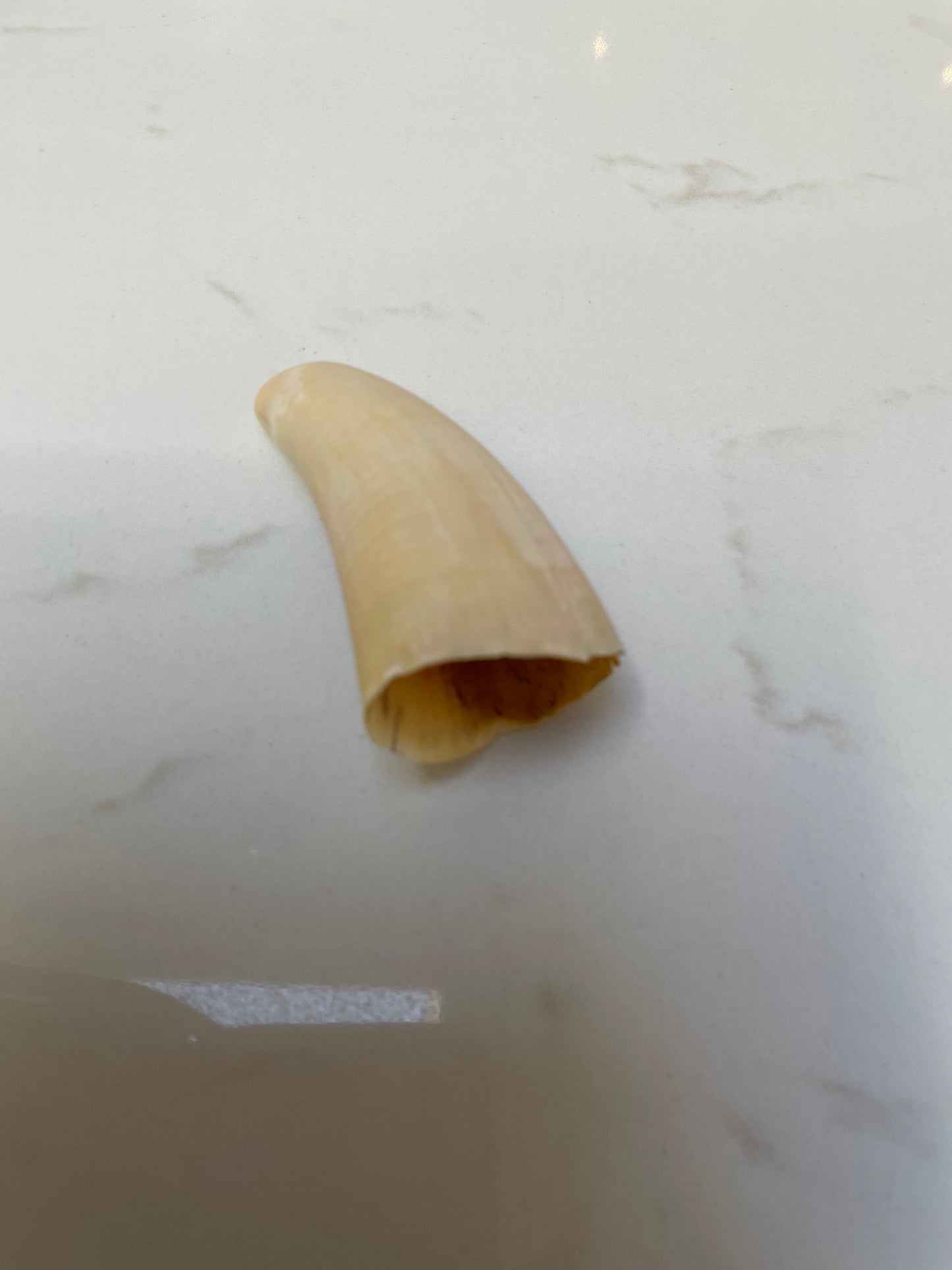 Unpolished Sperm Whale Tooth SWT22