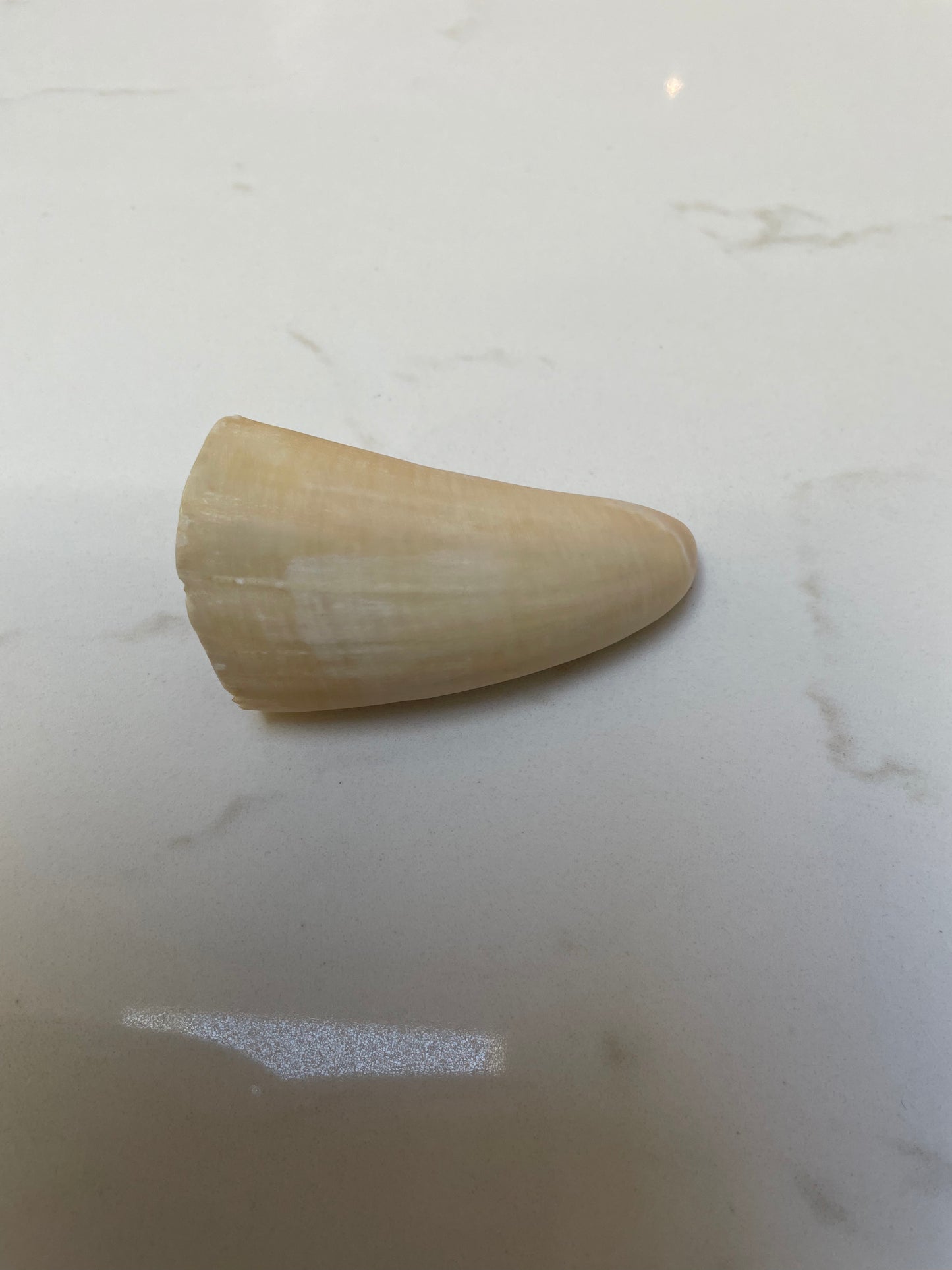 Unpolished Sperm Whale Tooth SWT22