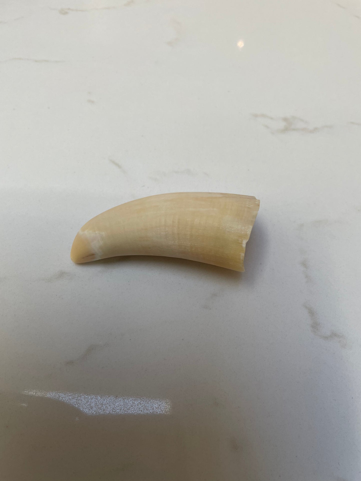 Unpolished Sperm Whale Tooth SWT22