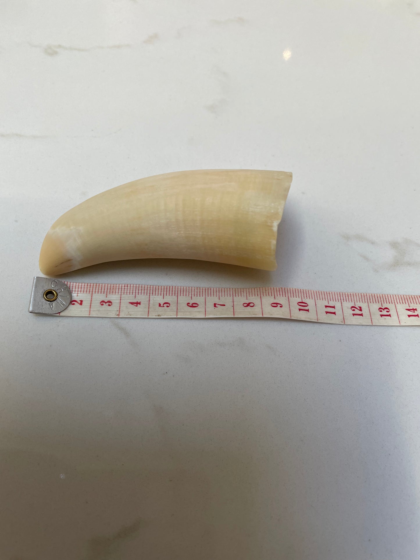 Unpolished Sperm Whale Tooth SWT22