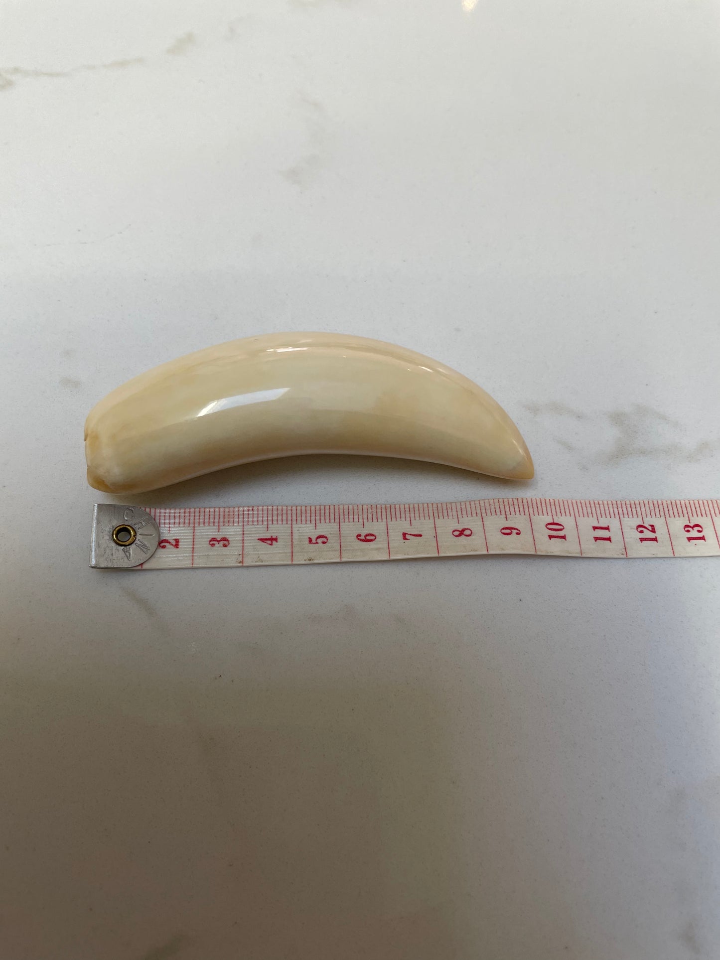 Sperm Whale Tooth SWT23