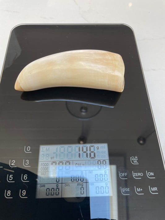 Sperm Whale Tooth SWT24
