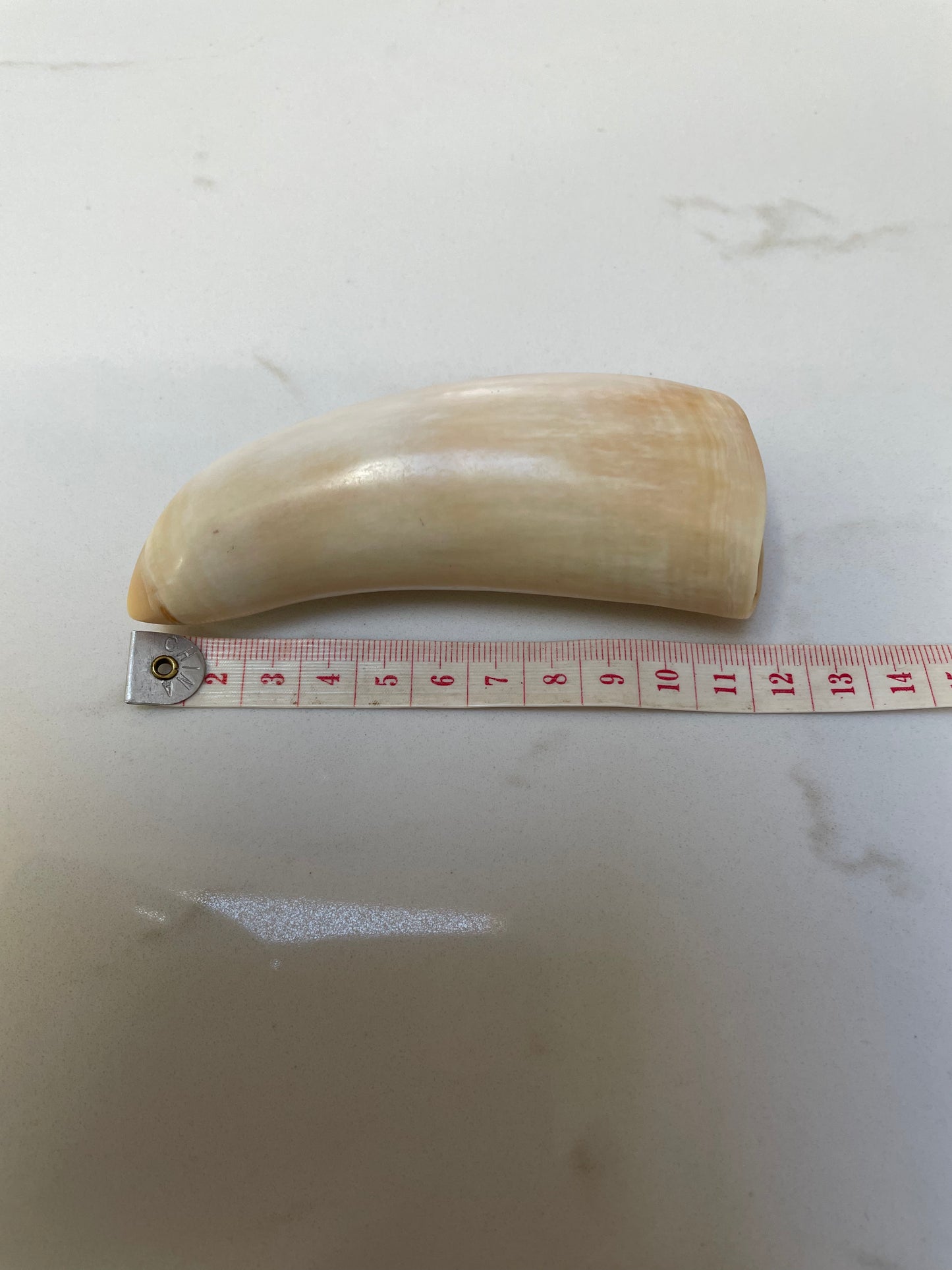 Sperm Whale Tooth SWT24