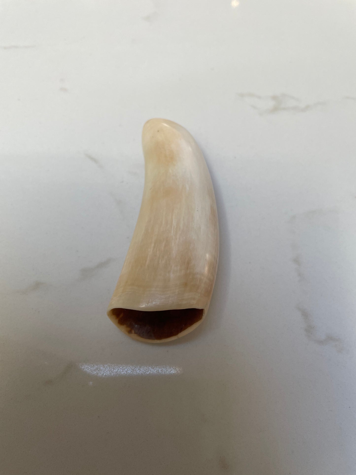 Sperm Whale Tooth SWT24