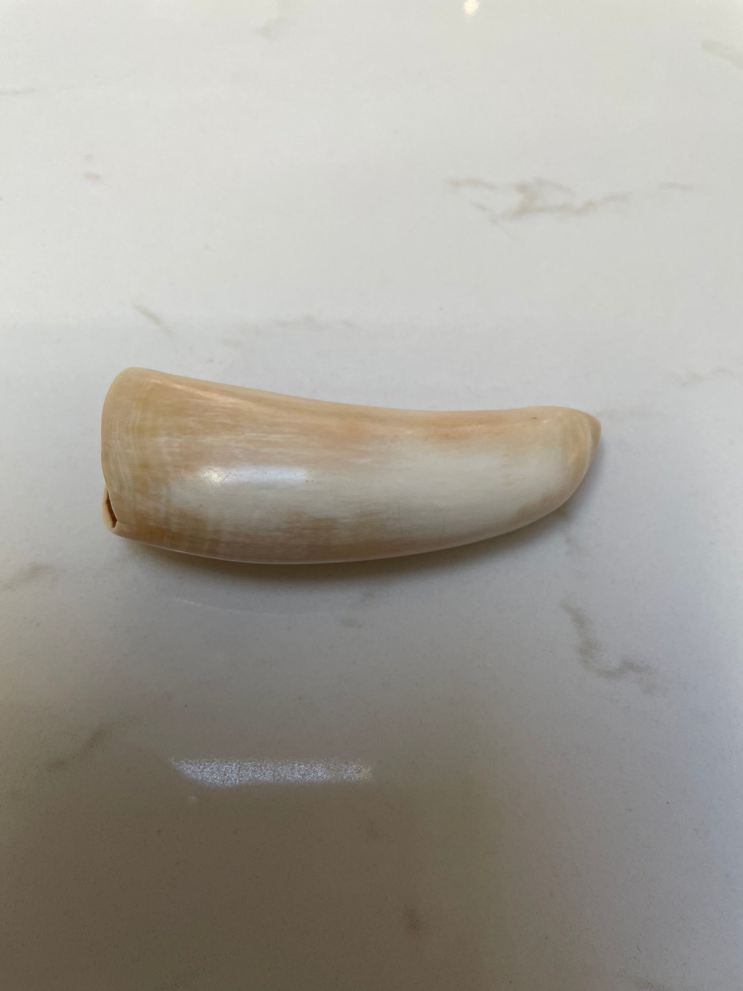 Sperm Whale Tooth SWT24