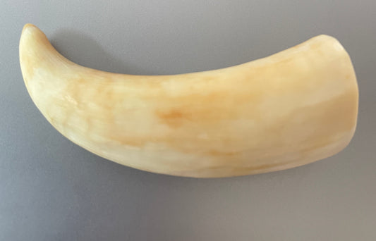 Sulu Whale Tooth