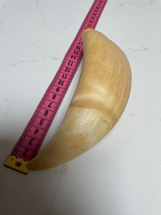 Large Unpolished Sperm Whale Tooth