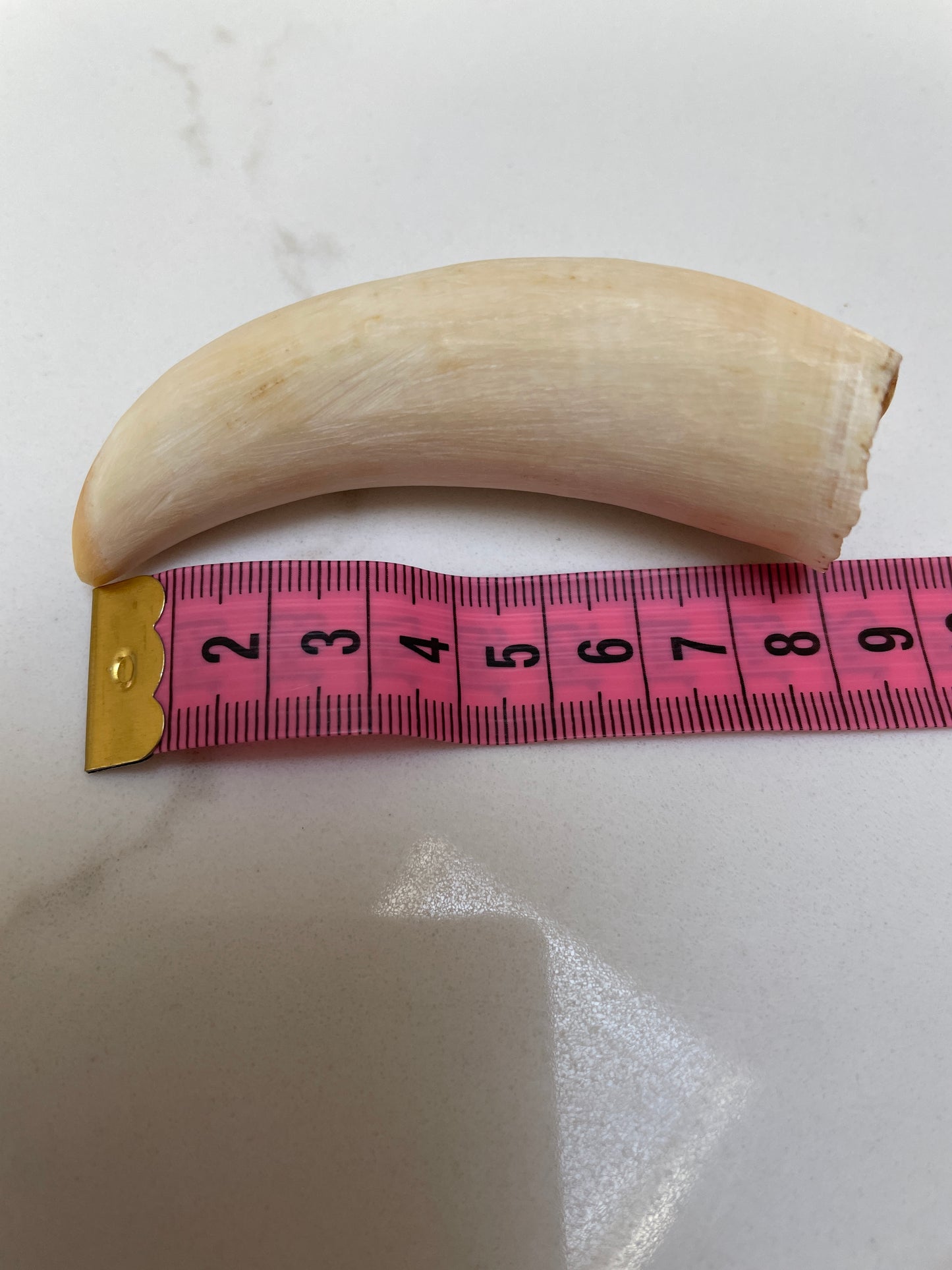 Unpolished Sperm Whale Tooth SWT52