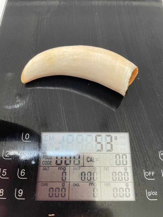 Unpolished Sperm Whale Tooth SWT52