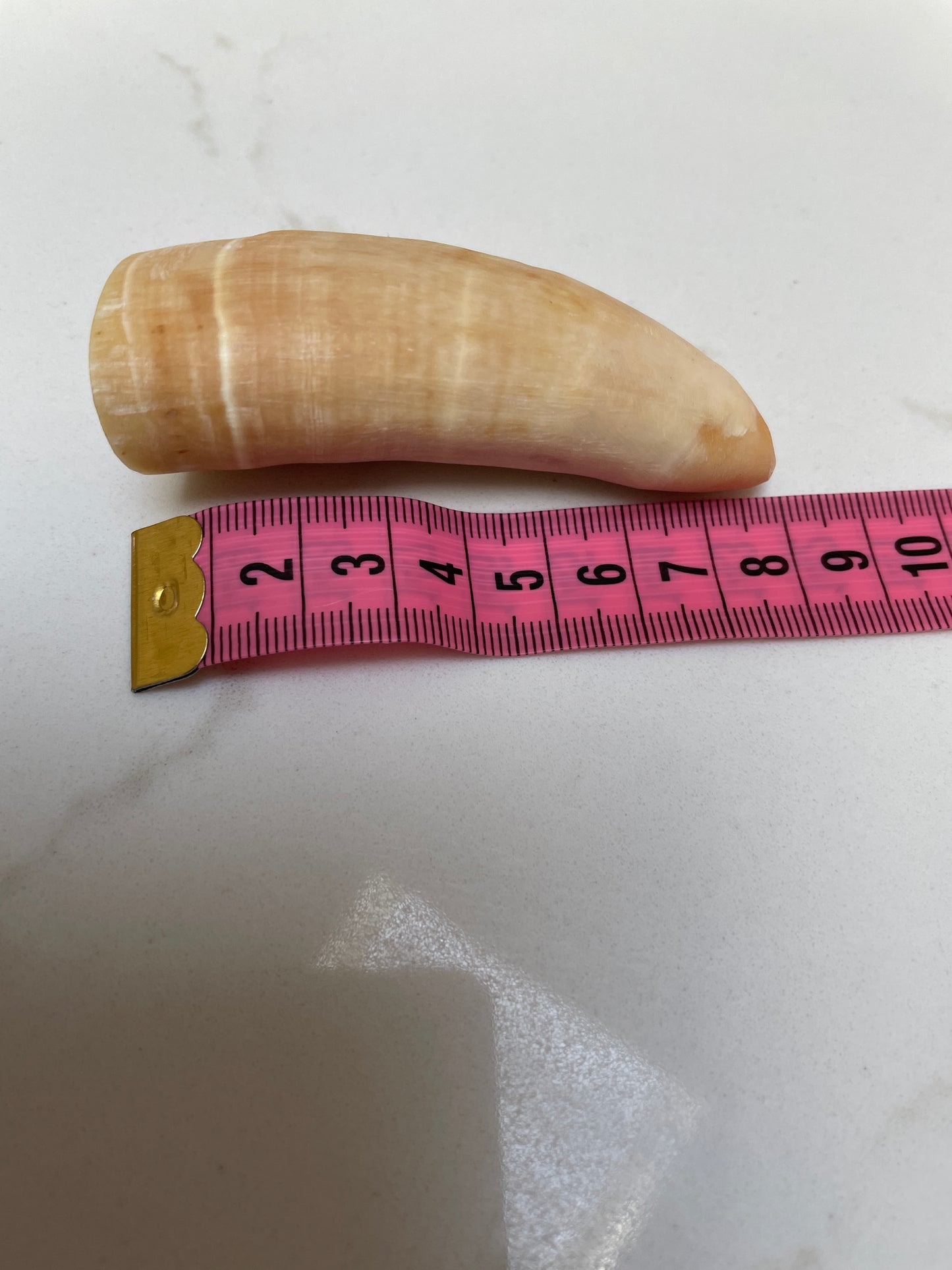 Unpolished Sperm Whale Tooth SWT51