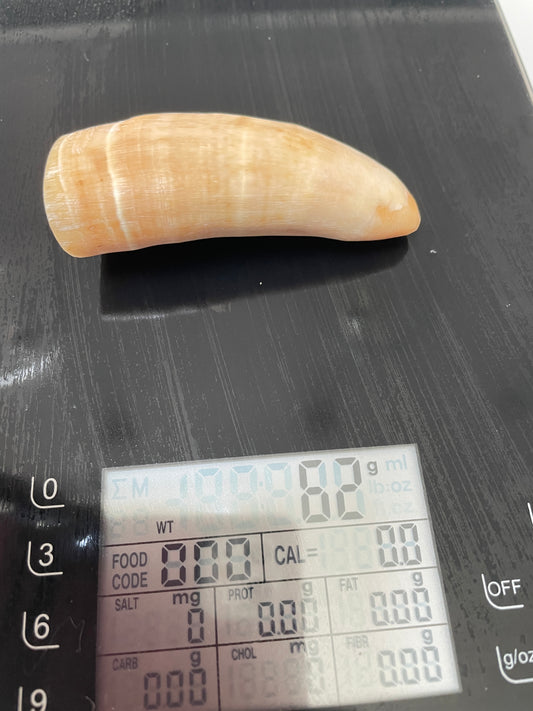 Unpolished Sperm Whale Tooth SWT51