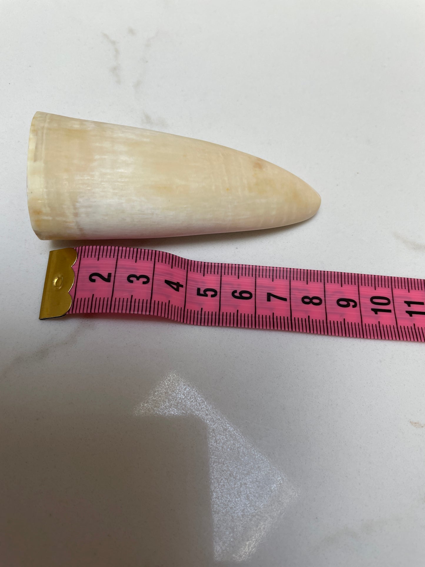 Sperm Whale Tooth SWT 50