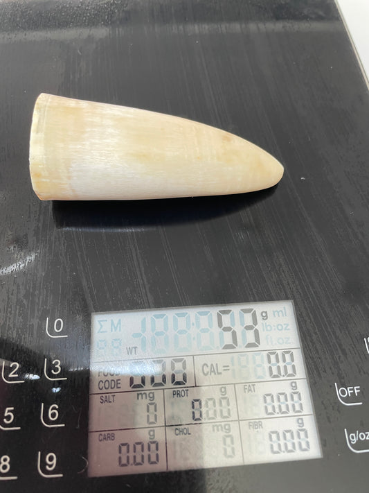 Sperm Whale Tooth SWT 50