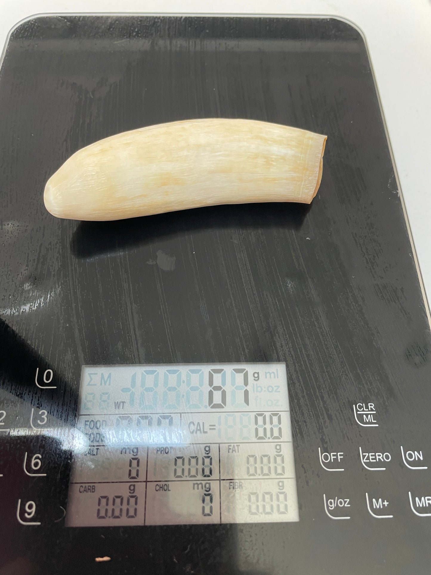 Unpolished Sperm Whale Tooth SWT49