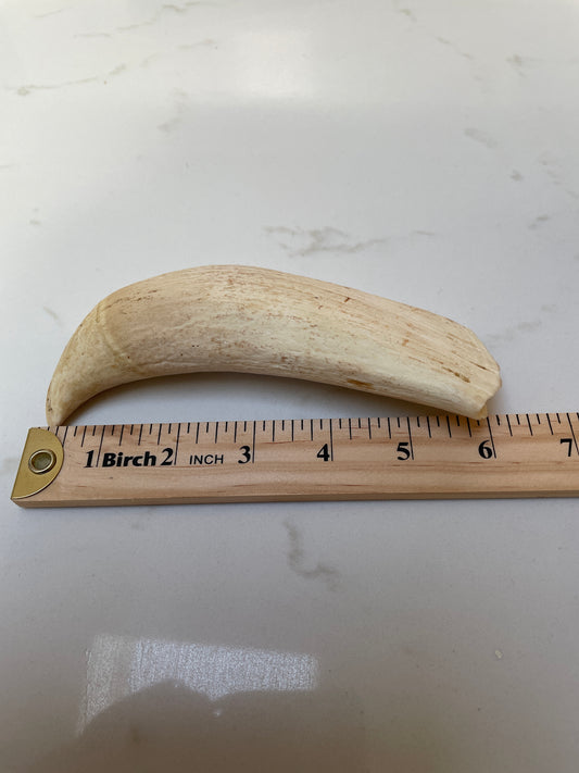 Large Sperm Whale Tooth SWT53