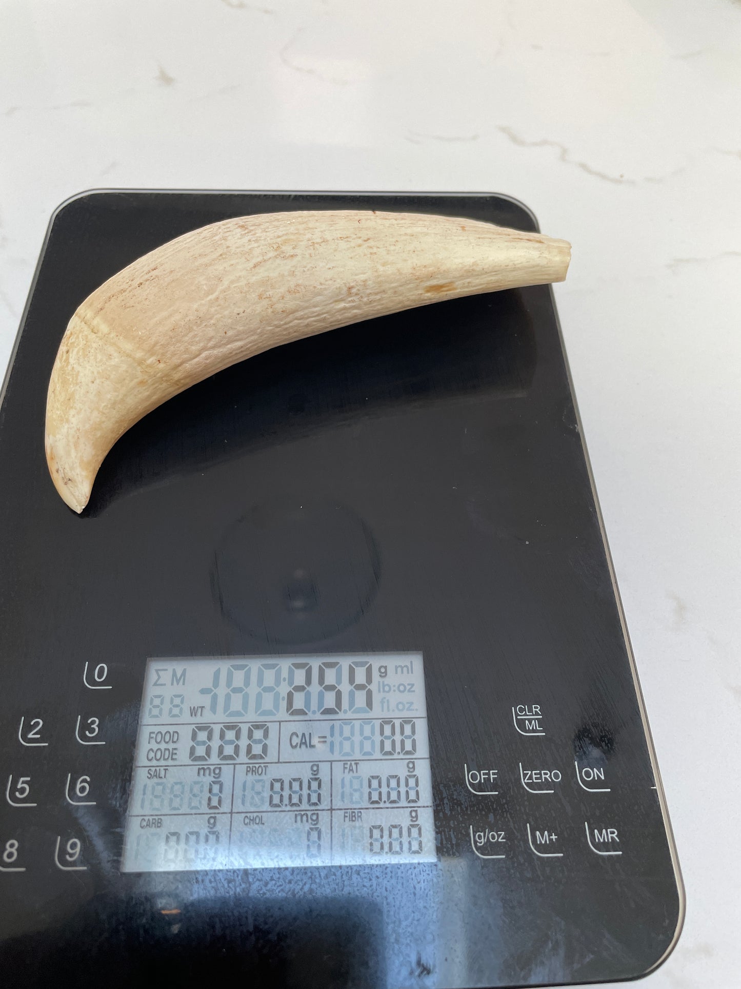 Large Sperm Whale Tooth SWT53