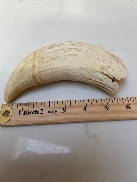 Large Unpolished Tooth SWT54