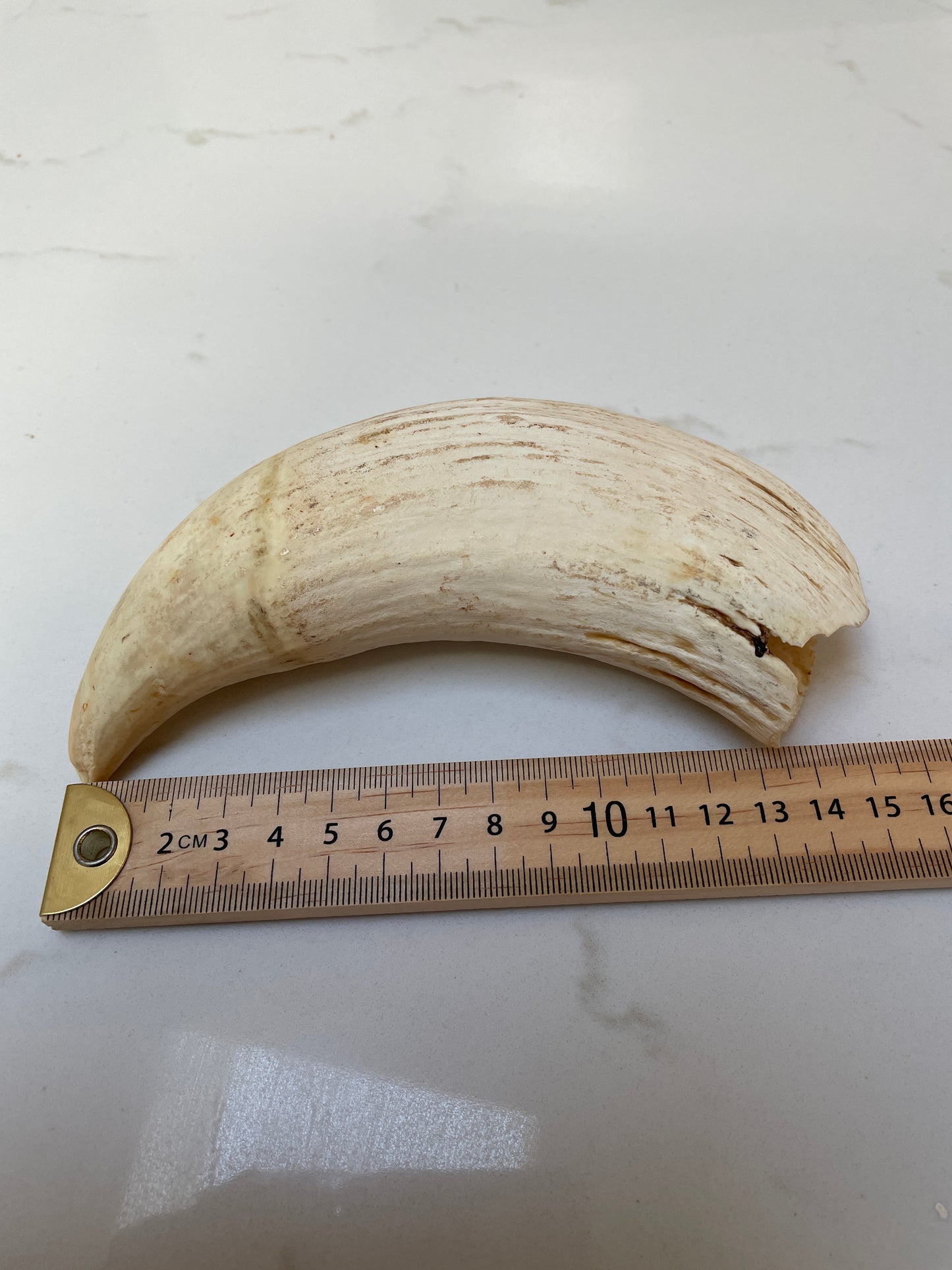 Large Unpolished Tooth SWT54