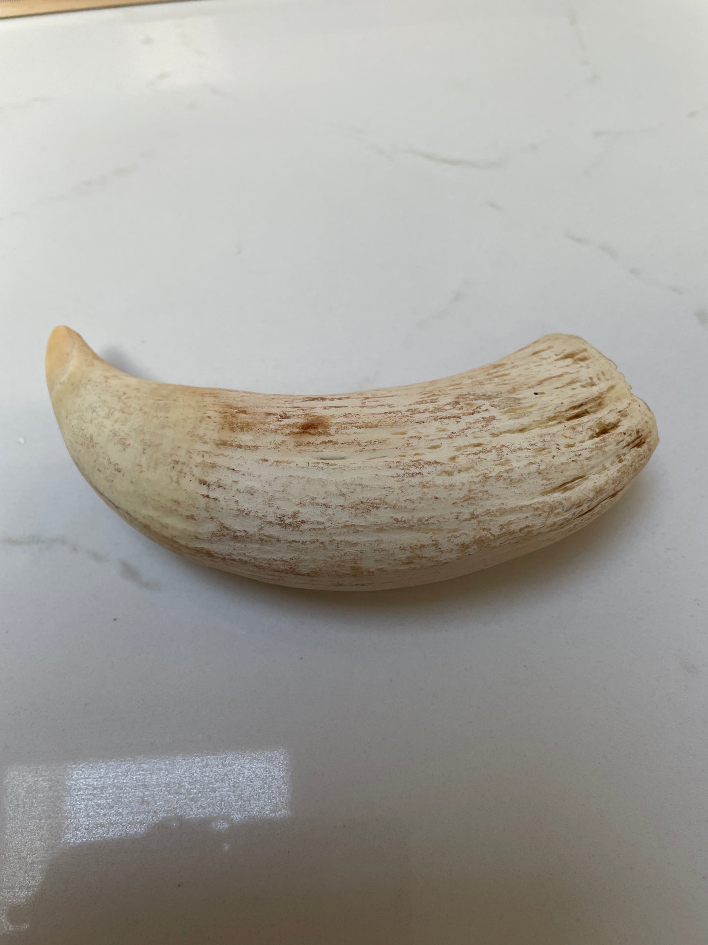 Large Unpolished Tooth SWT54