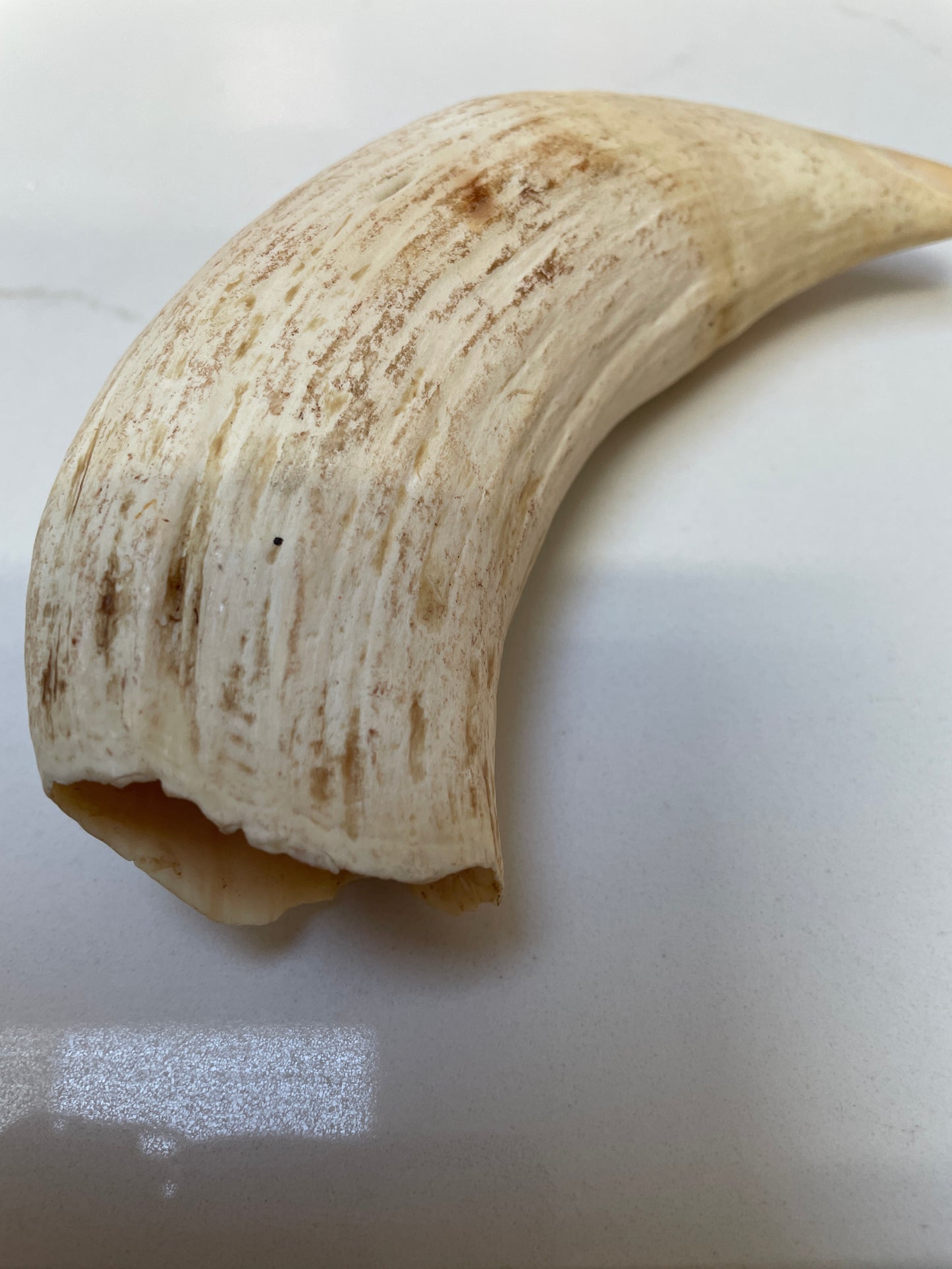 Large Unpolished Tooth SWT54