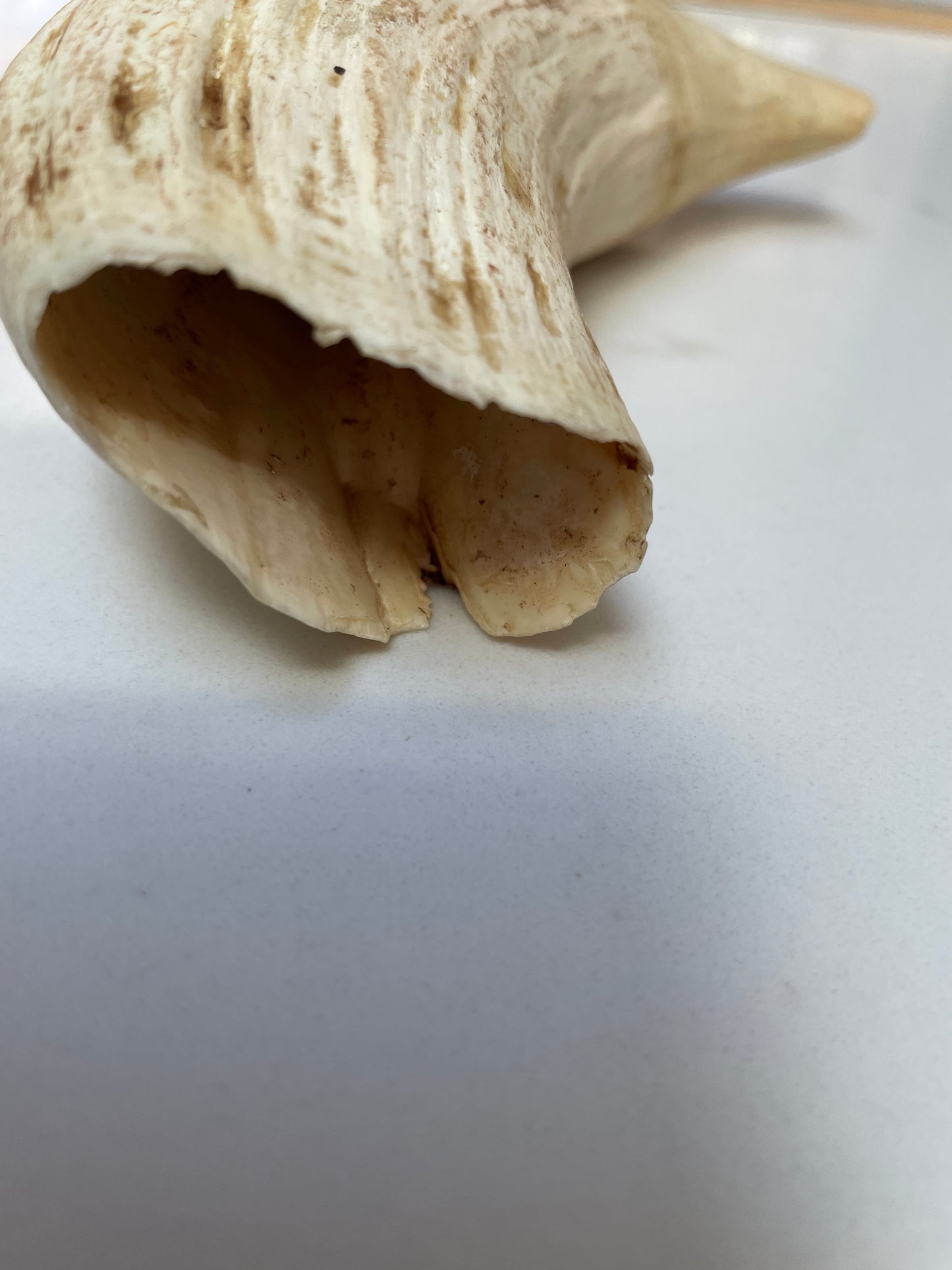 Large Unpolished Tooth SWT54
