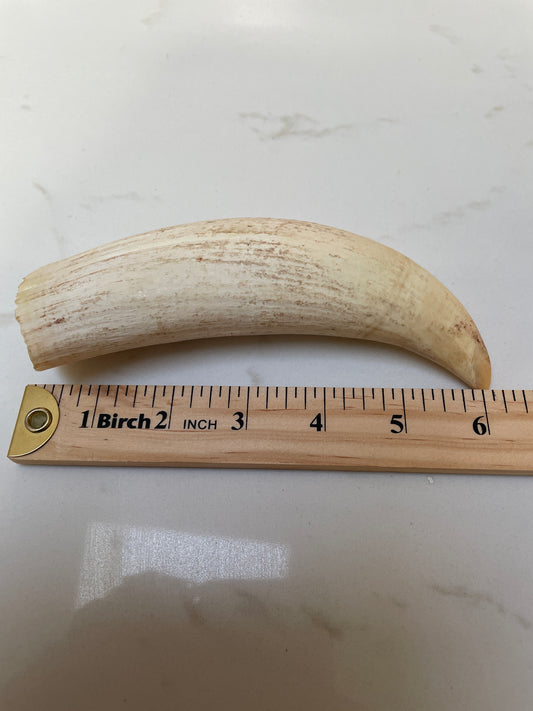 Large Unpolished Sperm Whale Tooth