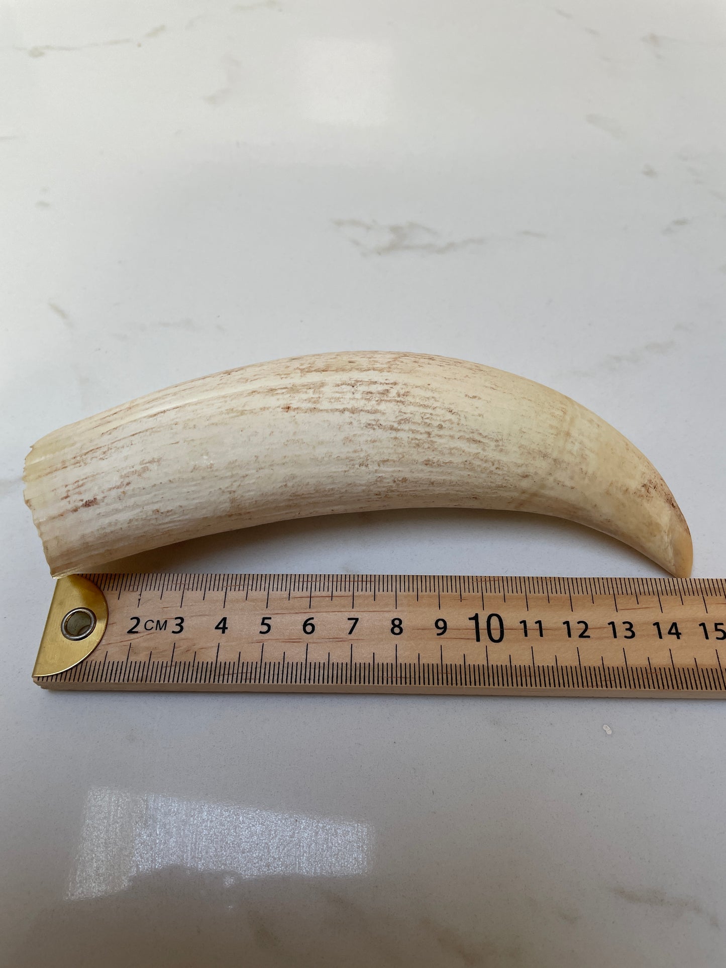 Large Unpolished Sperm Whale Tooth