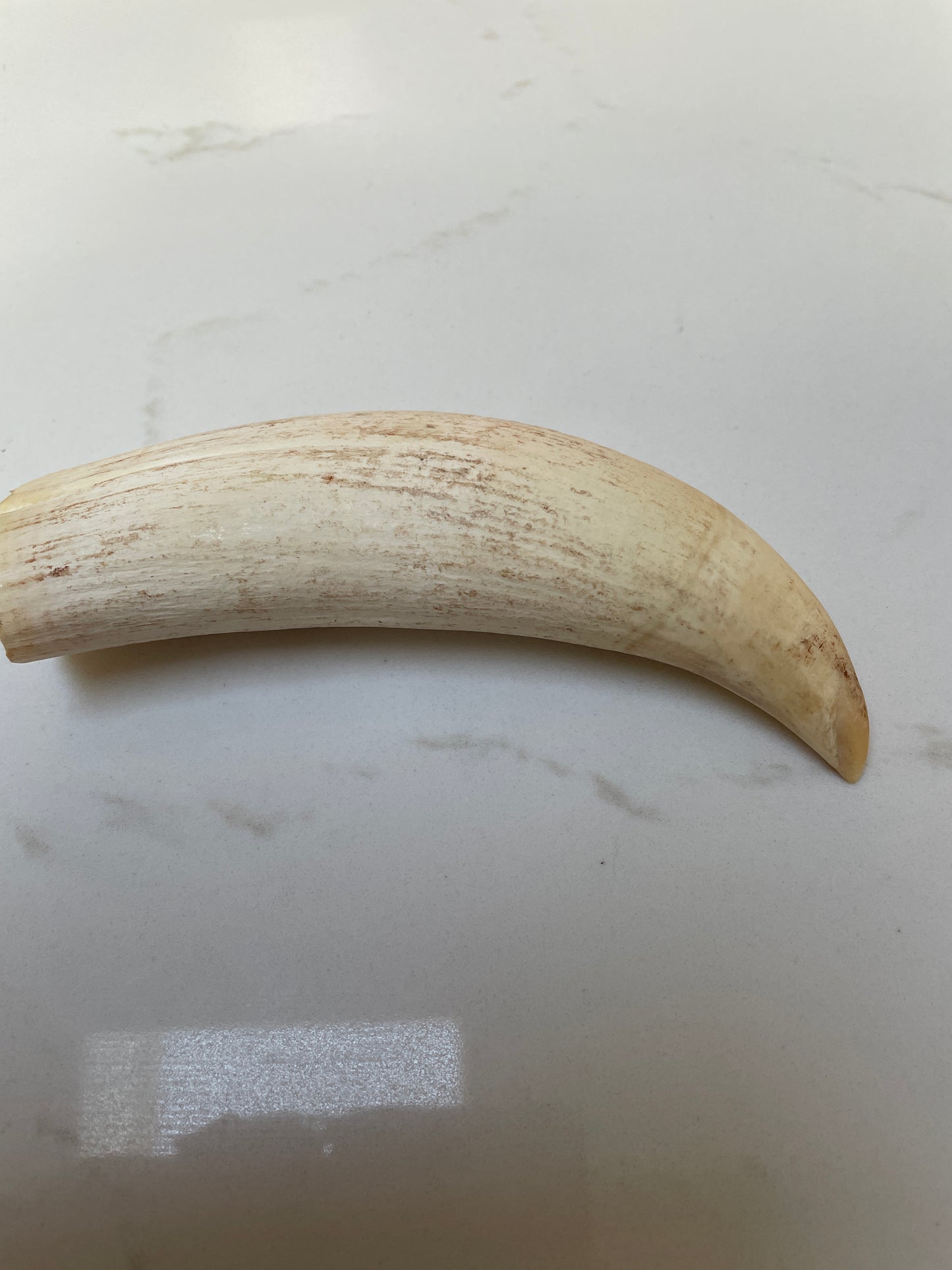 Large Unpolished Sperm Whale Tooth