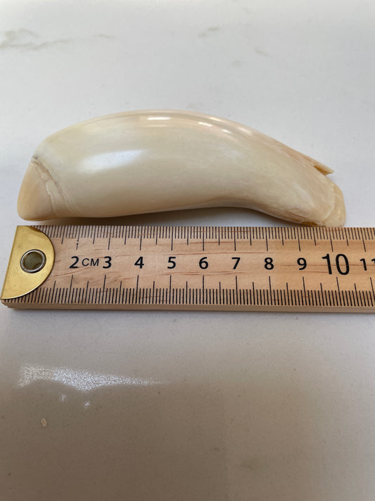 Unusual Polished Sperm Whale Tooth SWT56