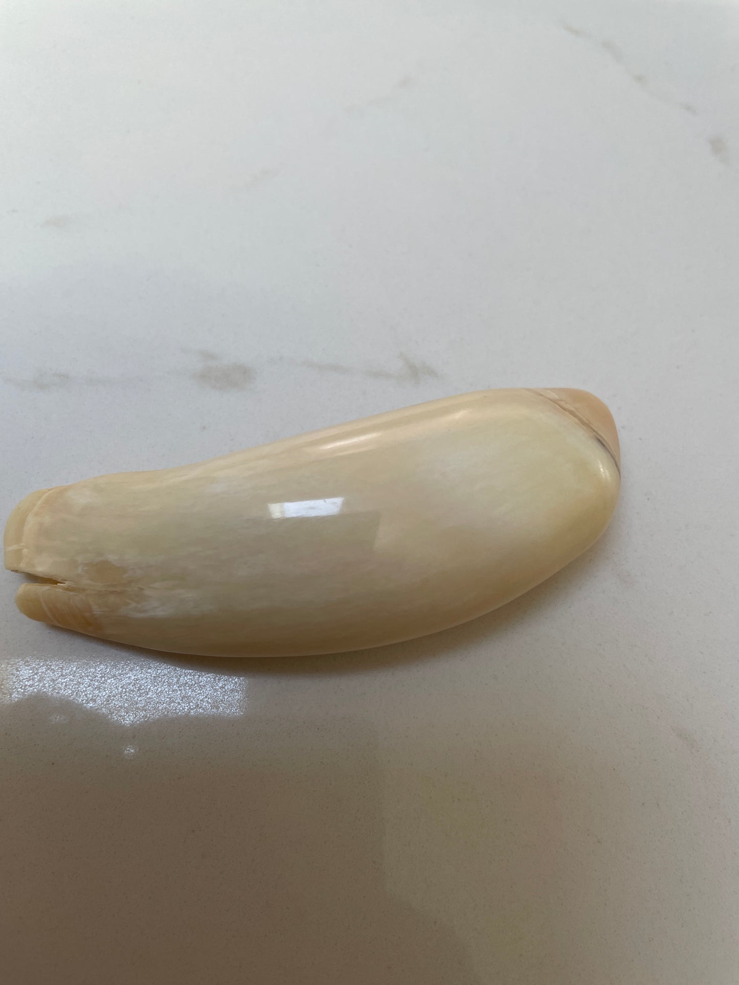 Unusual Polished Sperm Whale Tooth SWT56