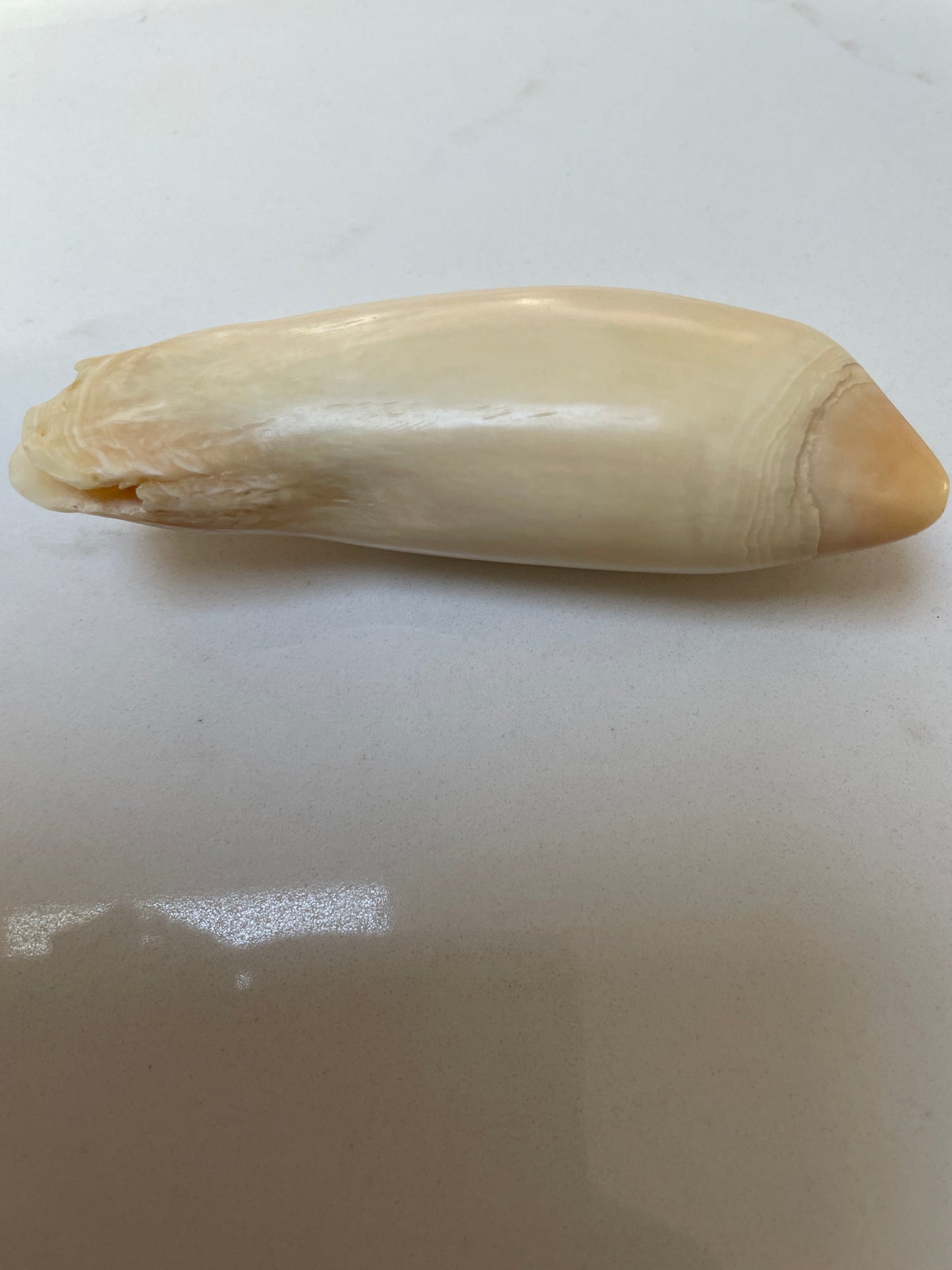 Unusual Polished Sperm Whale Tooth SWT56
