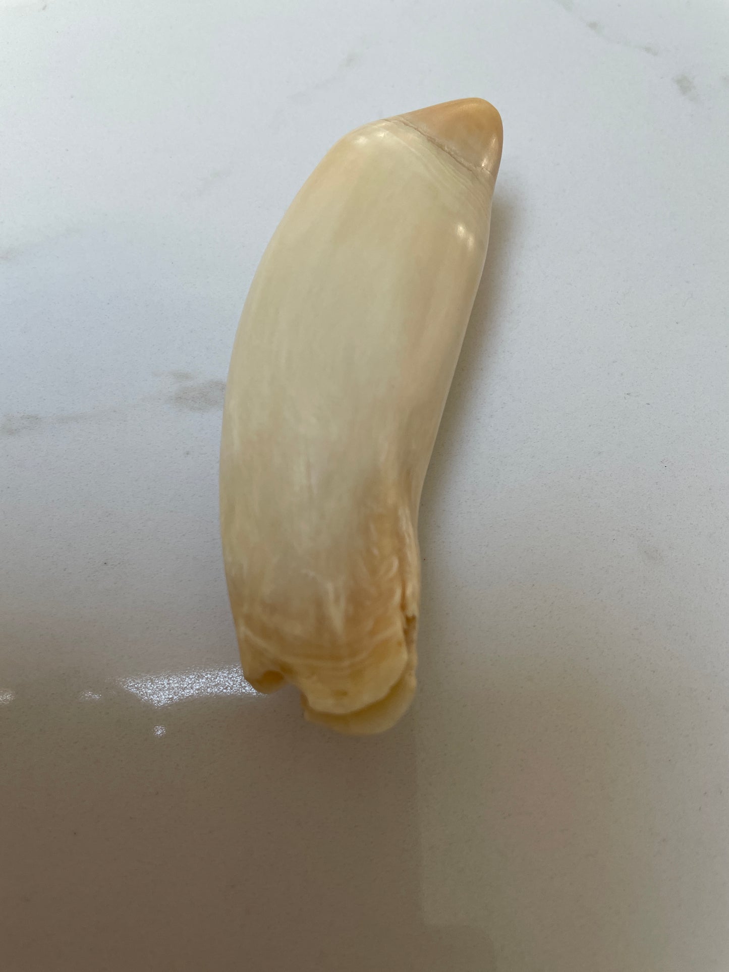 Unusual Polished Sperm Whale Tooth SWT56