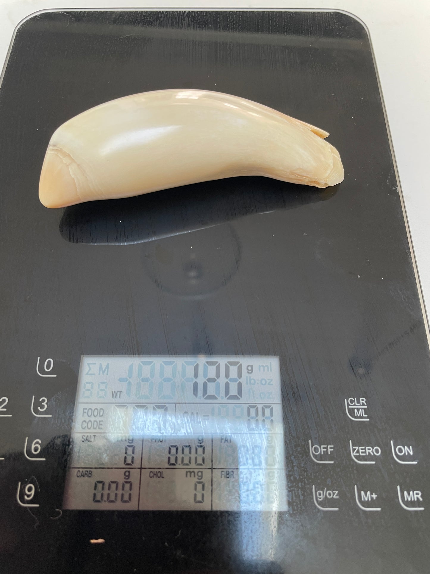 Unusual Polished Sperm Whale Tooth SWT56