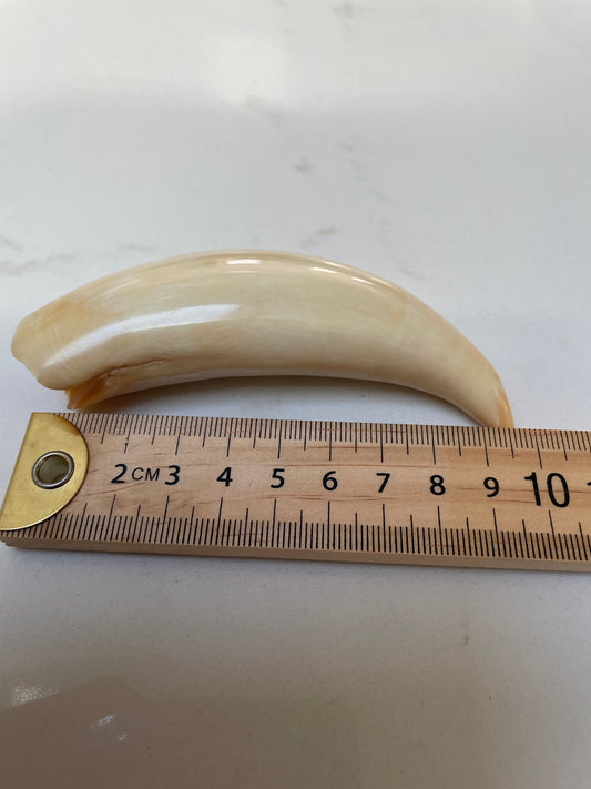 Polished Sperm Whale Tooth